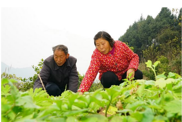 “藿香正气水”的致富行动：四川西充构建中药材产业链，助力乡村振兴